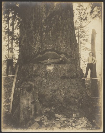 17 Fuß Durchmesser Tannenbaum bei McMurray, Wash. von Darius Kinsey
