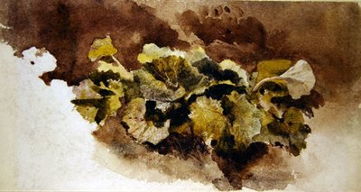 Ampferblätter von David Cox