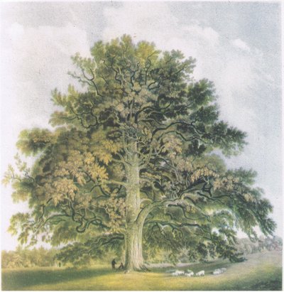 Kopfweiden, Natur in Großbritannien, veröffentlicht von Collins, 1946 von David Cox