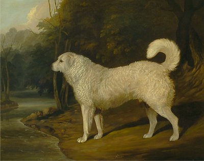 Porträt eines Hundes, Ross von David Dalby of York