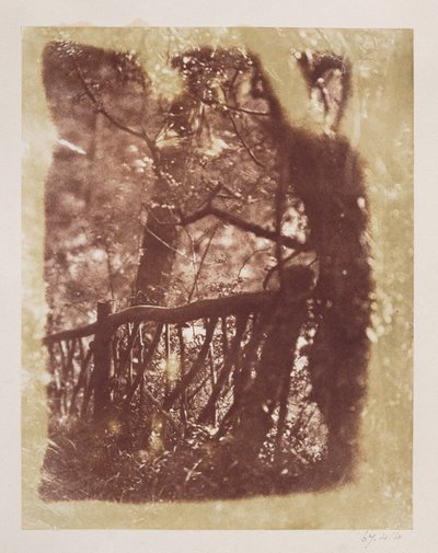 Zaun und Bäume im Colinton-Wald (Salzpapierdruck vom Kalotyp-Negativ) von David Octavius Hill