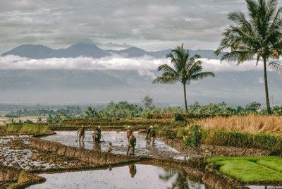 Java, Bandung. Bauern formen die Dämme ihrer terrassierten Reisfelder, Bandung, Java von Dean Conger