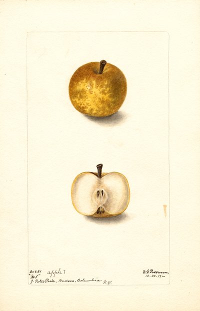 Äpfel (Malus domestica: Nr. 1) von Deborah Griscom Passmore