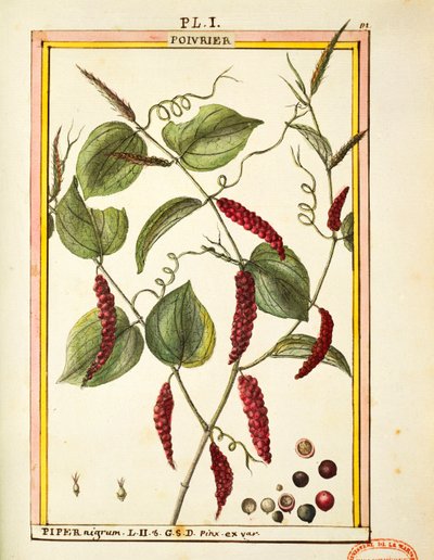Schwarzer Pfeffer (Piper nigrum), Aquarell von Delahaye von Delahaye Delahaye