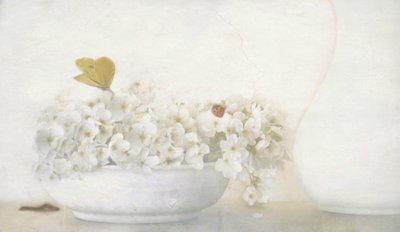 Schmetterling auf weißen Blüten von Delphine Devos
