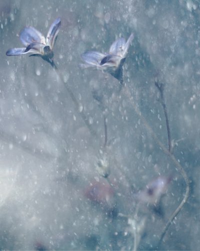 Träumende blaue Blüten von Delphine Devos