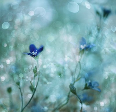 Träumerische blaue Blumen von Delphine Devos