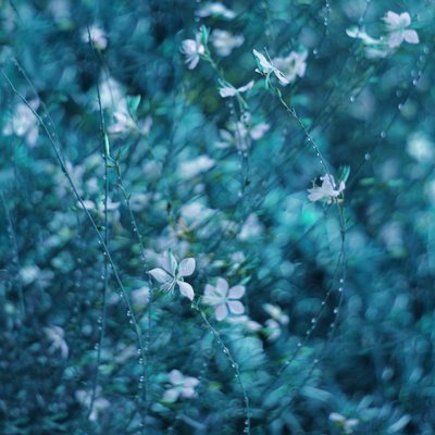 Träumende blaue Gartenblumen von Delphine Devos