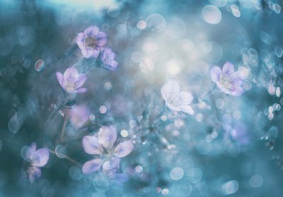 Träumerische Bokeh-Blumen von Delphine Devos