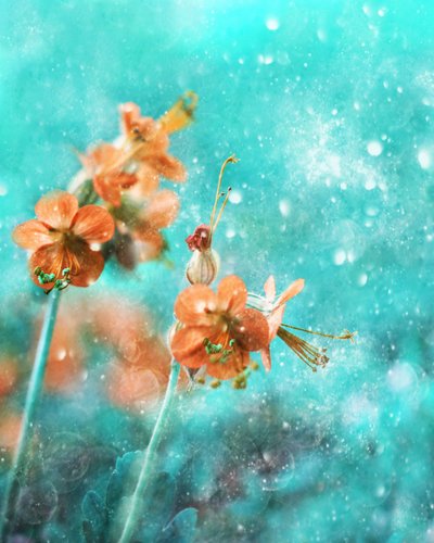 Träumerische Orange Blüten von Delphine Devos