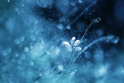 Ätherische Blaue Blüte von Delphine Devos
