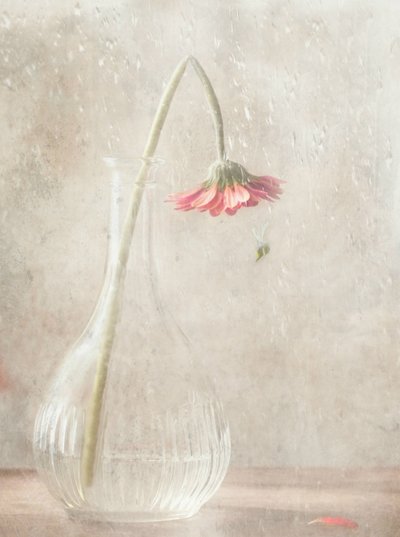 Verblassende rosa Blüte von Delphine Devos