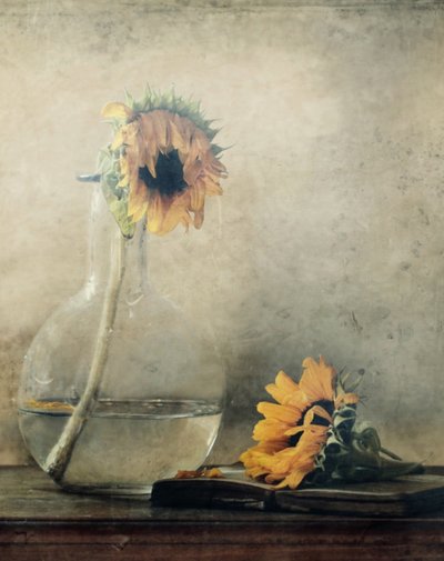Goldene verblassende Sonnenblumen von Delphine Devos