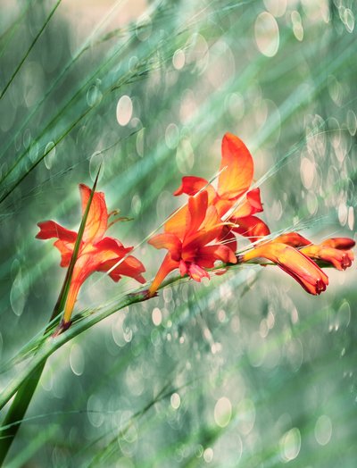 Lebendige orange Gartenblüten von Delphine Devos