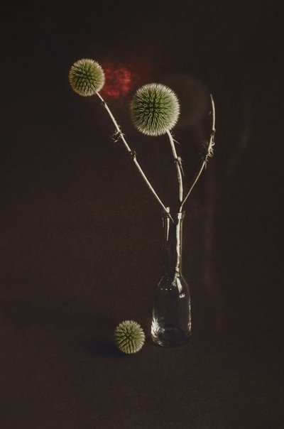 Getrocknete Disteln in Vase von Desislava Ignatova