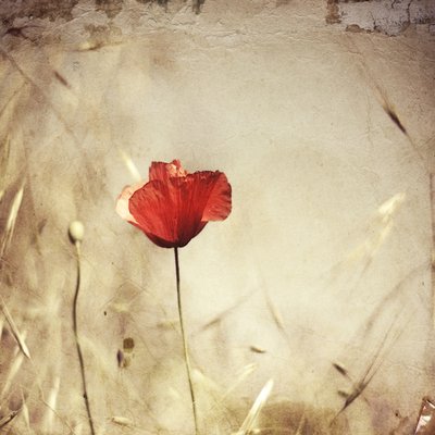 Vintage Roter Mohn von Desislava Ignatova