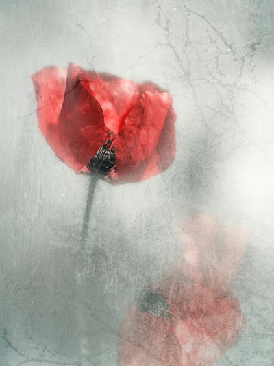 Vintage Roter Mohn von Desislava Ignatova