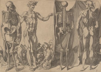 Zwei gehäutete Männer und ihre Skelette, ca. 1540-45 von Domenico del Barbiere