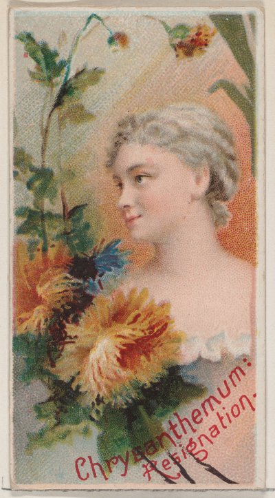 Chrysantheme: Resignation, aus der Serie Floral Beauties and Language of Flowers N75, 1892 von Donaldson Brothers