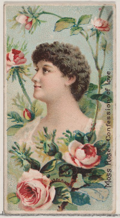 Moosrose: Liebesgeständnis, aus der Serie Blumenpracht und Blumensprache N7..., 1892 von Donaldson Brothers