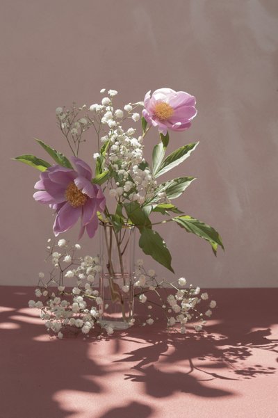 Rosa Pfingstrosen im sanften Licht von Donatella Basso