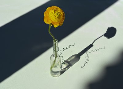 Sonnenbeschienener Ranunkel-Schatten von Donatella Basso