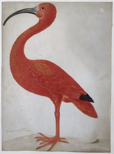 Scharlachsichler mit einem Ei von Dorothea Maria Gsell (attributed to)