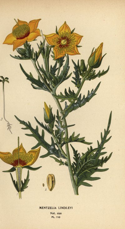 Goldene Bartonie oder Lindleys Blazingstar, Mentzelia lindleyi von Désiré Georges Jean Marie Bois