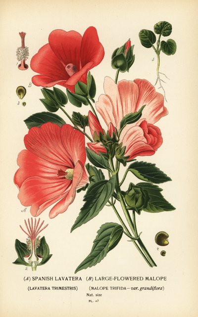 Lavatera trimestris und Malope trifida von Désiré Georges Jean Marie Bois