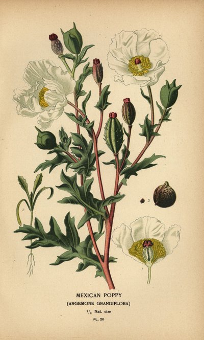 Mexikanischer Mohn, Argemone grandiflora von Désiré Georges Jean Marie Bois