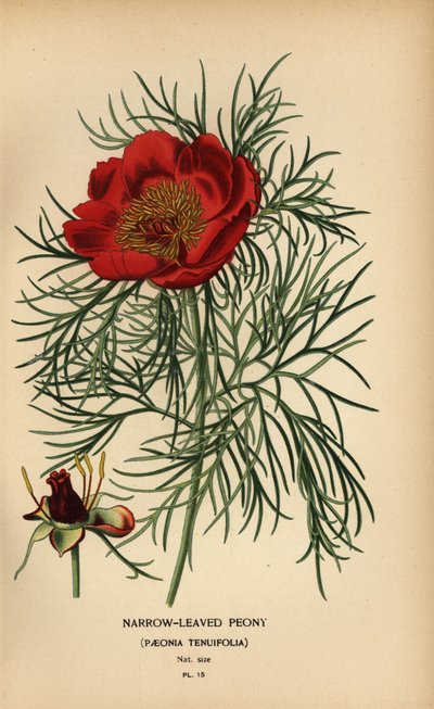 Schmalblättrige Pfingstrose, Paeonia tenuifolia von Désiré Georges Jean Marie Bois