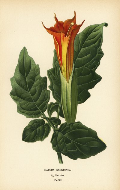 Rote Engelstrompete, Brugmansia sanguinea. Ausgestorben. von Désiré Georges Jean Marie Bois