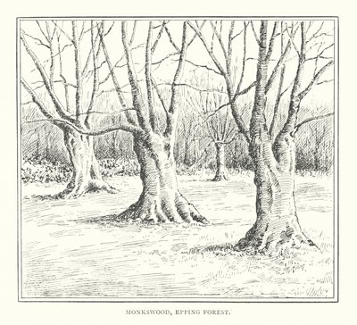 Monkswood, Epping Forest von Duncan Moul