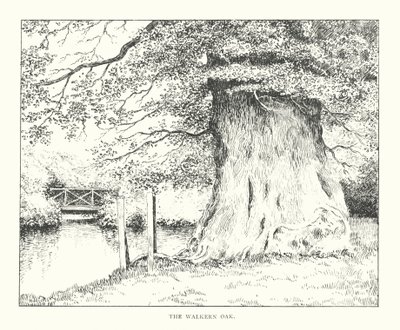 Die Walkern-Eiche von Duncan Moul