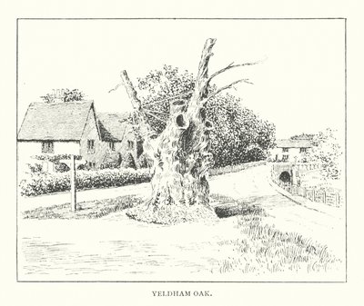 Yeldham Oak von Duncan Moul