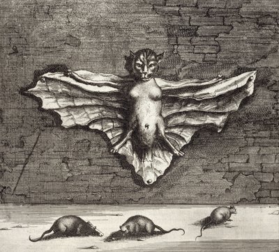 Eine Fledermaus, bekannt als fliegende Katze, aus China Illustrata von Athanasius Kircher (1601-80), 1667 von Dutch School