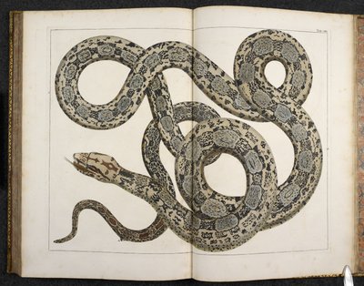 Ein Python, aus 