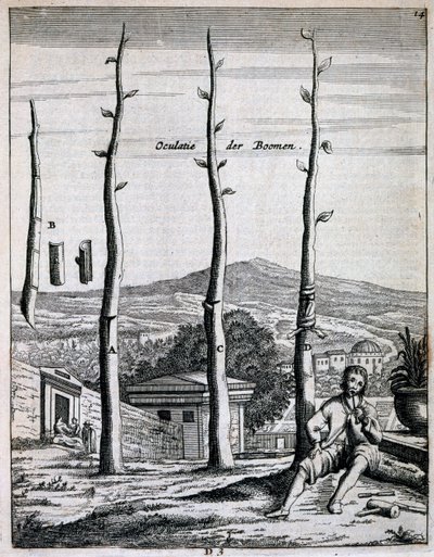 Obstbäume, aus De Nederlandze Hesperides von Jan Commelin, veröffentlicht 1676 von Dutch School