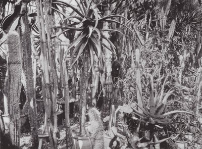 Kew Gardens, ca. 1900 von E. J. Wallis
