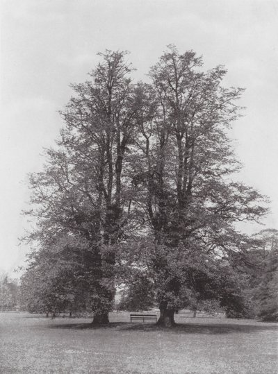 Kew Gardens, um 1900 von E. J. Wallis