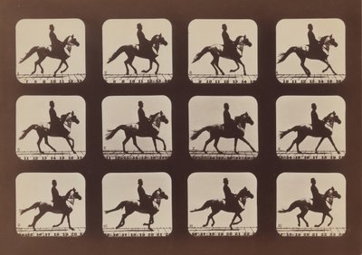 Haltungen von Tieren in Bewegung, 1879, gedruckt 1881 von Eadweard Muybridge