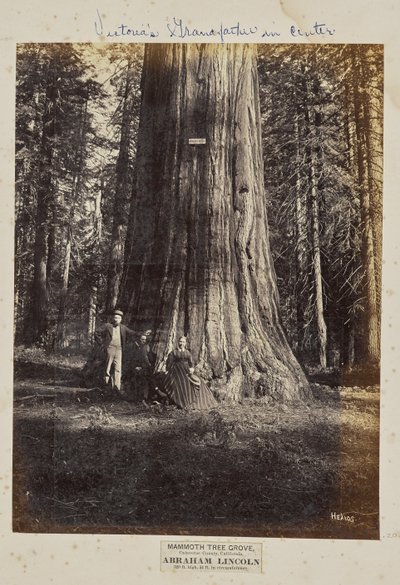 Mammutbaumhain, Calaveras County, Kalifornien. Abraham Lincoln. 320 Fuß hoch, 54 Fuß Umfang von Eadweard J. Muybridge