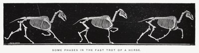 Eadweard Muybridge: Einige Phasen des schnellen Trabens eines Pferdes von Eadweard Muybridge