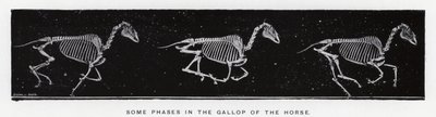 Eadweard Muybridge: Einige Phasen im Galopp des Pferdes von Eadweard Muybridge
