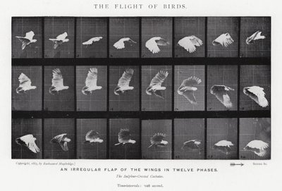 Eadweard Muybridge: Der Flug der Vögel (s/w Foto) von Eadweard Muybridge