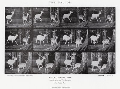 Der Galopp von Eadweard Muybridge