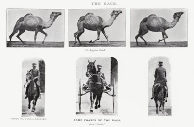 Eadweard Muybridge: Der Passgang von Eadweard Muybridge