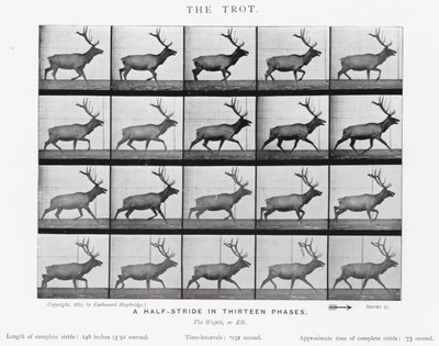 Der Trab von Eadweard Muybridge