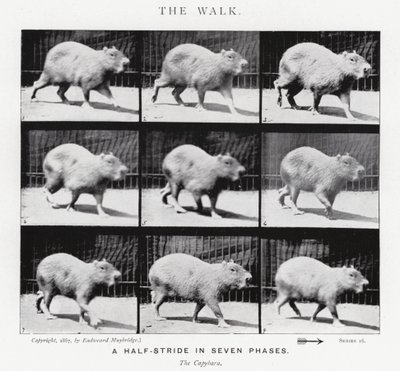 Eadweard Muybridge: Der Gang von Eadweard Muybridge