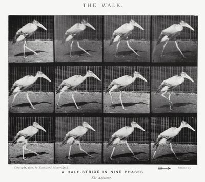 Der Spaziergang von Eadweard Muybridge